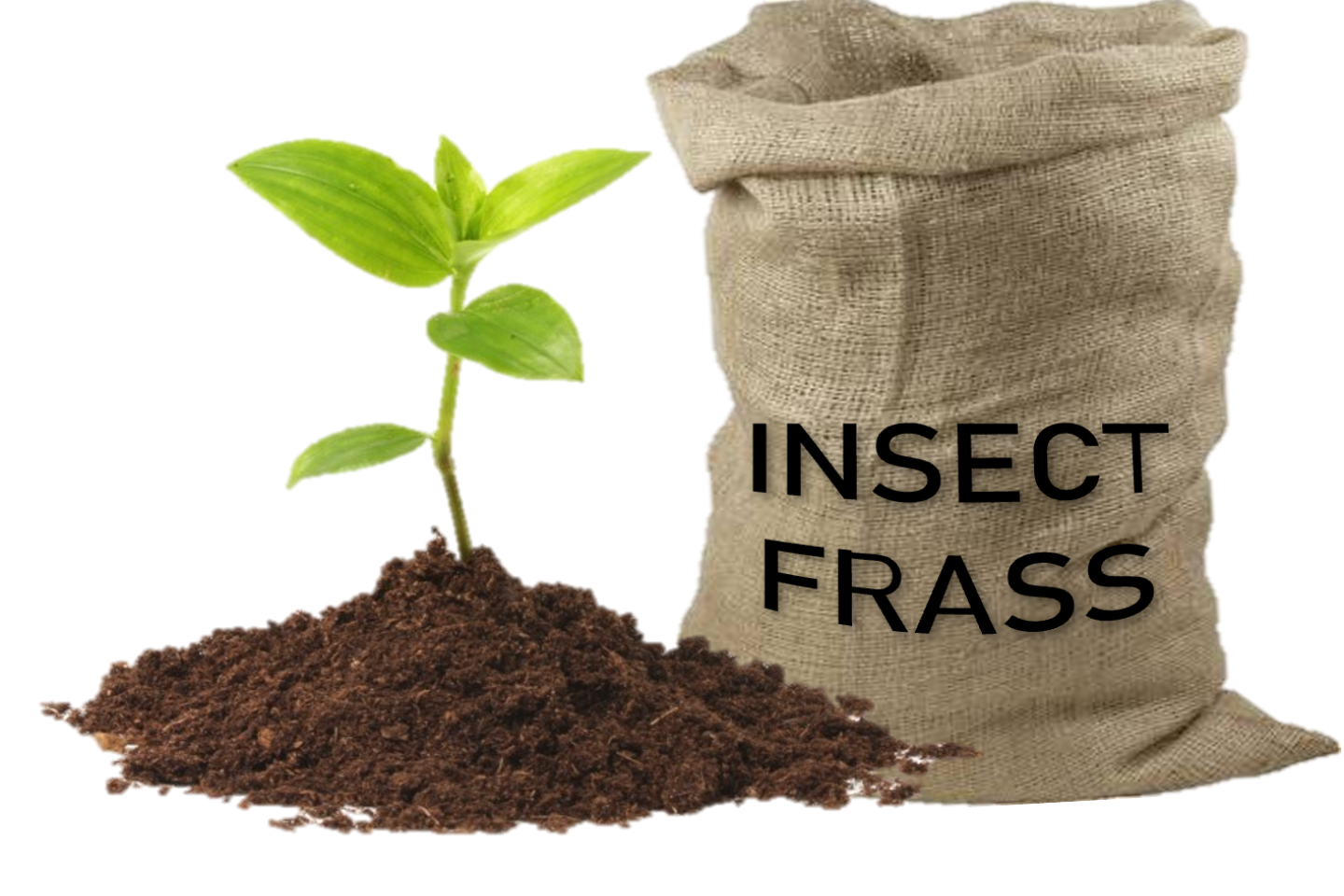insect frass