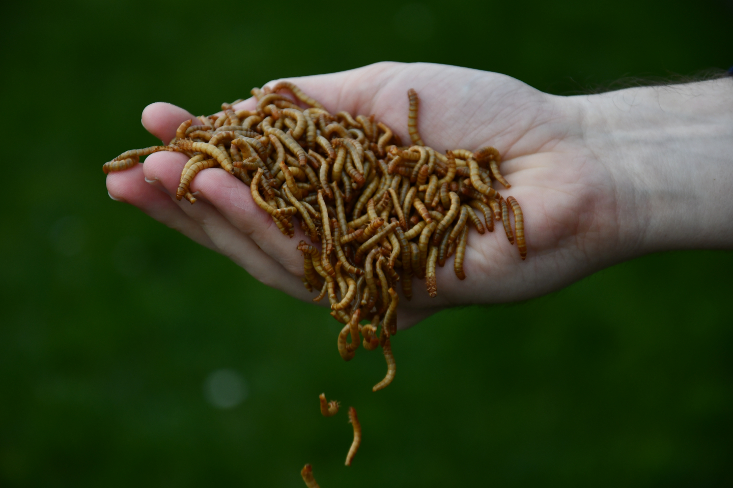 yellow mealworms