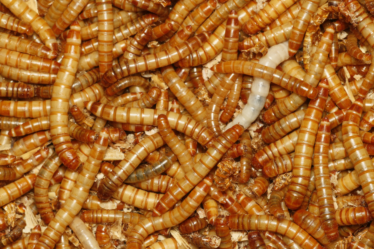 inagro mealworms