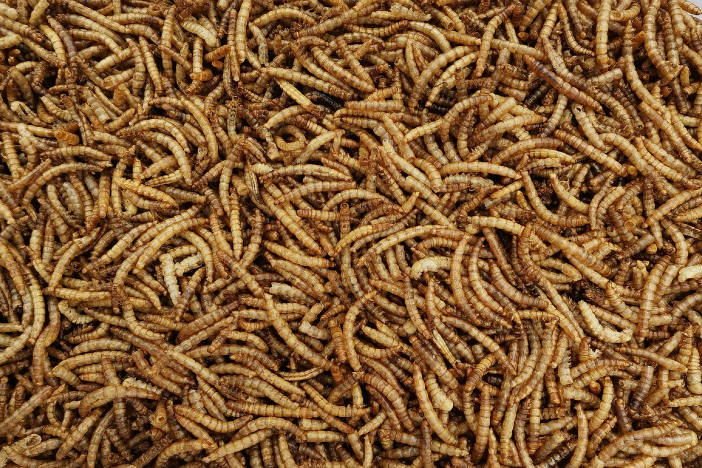 dried mealworm